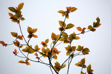 Autumn has just arrived, and the leaves of the Luan tree in Taiwan are slowly changing from green to yellow-red