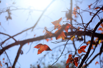 Autumn is here, and the maple leaves on the trees are turning red