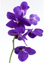 Beautiful dark purple big orchid flowers isolated on white background.