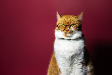 Fototapeta na wymiar Portrait of orange white cat wearing round eyeglasses on red background.