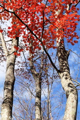 日本・秩父　山頂の風景	