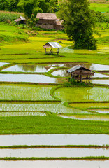 Beautiful paddy field with small hut on sunny day in Thailand.