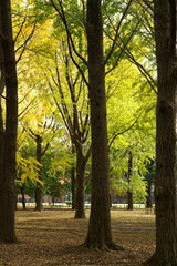 Obraz premium 木々の秋模様