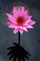 pink lotus flower
