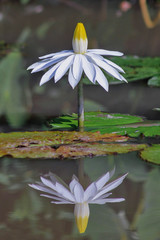 white water lily in a pond