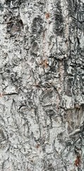 bark of a tree