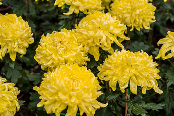  Daisy chrysanthemum 2019 Chrysanthemum Exhibition, Lin Guantun, Taipei, Taiwan