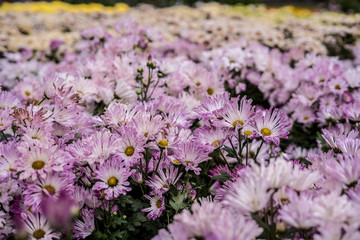 Obraz premium Daisy chrysanthemum 2019 Chrysanthemum Exhibition, Lin Guantun, Taipei, Taiwan