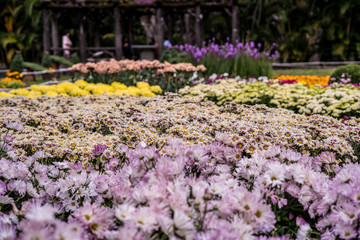  Daisy chrysanthemum 2019 Chrysanthemum Exhibition, Lin Guantun, Taipei, Taiwan