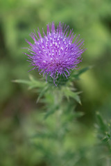 Thistle flower