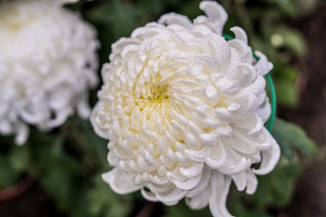  Daisy chrysanthemum 2019 Chrysanthemum Exhibition, Lin Guantun, Taipei, Taiwan