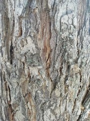 bark of a tree