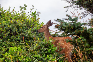 Small Deer in the forest is eating during a rainy summer day. Taken in Cape Kiwanda, Pacific City, Oregon Coast, United States of America.