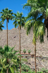 palm springs towering palms
