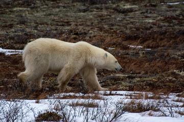 polar bear walks by sniffing the air
