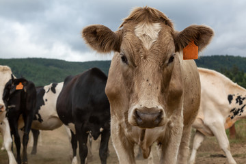 Tillamook County, Oregon, United States. A herd of Cows on a Farm during a cloudy summer day.