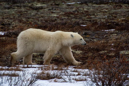polar bear walks by sniffing the air