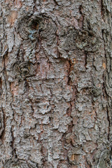 Wooden background, pine trunk, pine bark