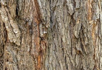 Wooden background, tree trunk, bark of tree