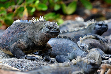 Marine Iguanas together in Galapagos