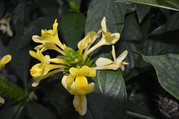 Obraz premium FARIOUS TYPES AND COLORS OF FLOWERS