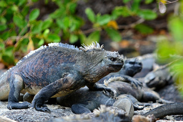 Two Marine Iguanas portrait right