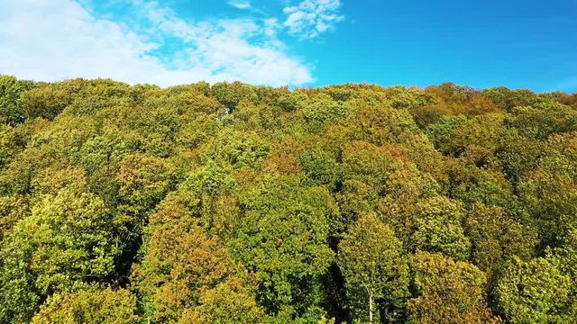 Arbres dans une for&ecirc;t ou un bois au d&eacute;but de l'automne avec le ciel bleu en arri&egrave;re plan
