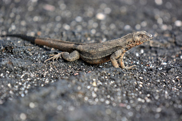 Lizard on the rocks in Galapagos Islands
