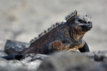 Marine iguana on Galapagos islands