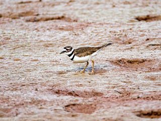 Killdeer