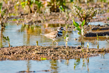 Killdeer