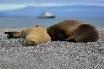 Sleepy Sea lions - Galapagos
