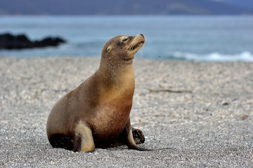 Fototapeta premium mommy sea lion -Galapagos