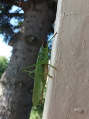 locust