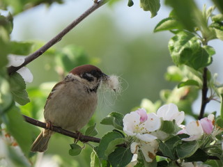 tree sparrow