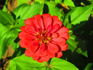 red Cynia in the garden