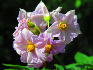 potato flowers