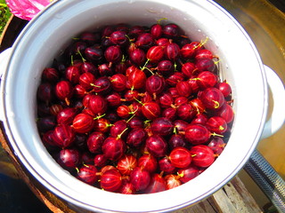 ripe gooseberries