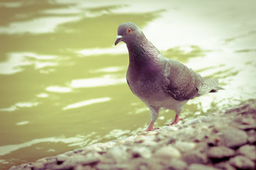 Pigeon in the lake