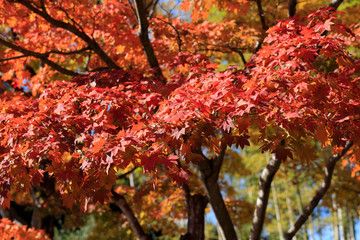 Red-colored Acer japonicum leaves - Autumn in tokyo