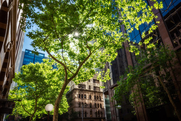 Leafy pedestrian street at golden hour in downtown Sydney, close to Martin Place in Australia.