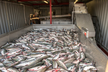 Salmon in tank in fishing processing plant 