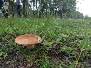 mushrooms in the forest