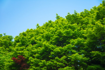 新緑の緑