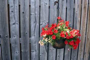 Fototapeta na wymiar Hanging basket with colorful flowers on a fence