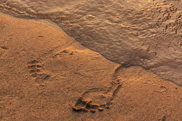 Footprints on the beach