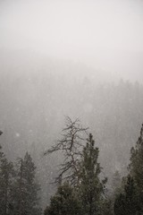 Snow falling in the Ochoco National Forest, OR