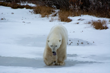 Obraz na płótnie Canvas polar bear yawn