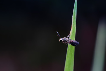 Personnel myrtilloides feeding on the flowers of the myrtilloides subspecies including members of the genera Exoneura, Hylaeus and Odyneurus, Homalictus holochorus, colletid bees of the genus Leioproc