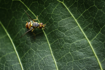 Bactrocera cucurbitae is a species of fly belonging to the family Tephritidae. This species is also part of the order Diptera, Insecta class, Arthropod phylum, and kingdom Animalia.